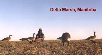 Delta Marsh, Manitoba, Canada