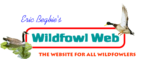Wildfowling web for duck and goose shooting in Britain and hunting in America