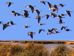 Pinkfooted geese over the marsg