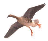 pinkfooted goose